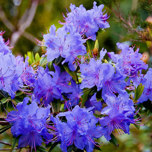 Purple Azaleas Flower seeds for Planting Bright Blooms, Heirloom & GMO Free Seeds for Home Garden seeds for planting