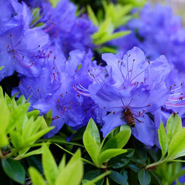 Premium Purple Azaleas Flower seeds for Planting Bright Blooms, Heirloom & GMO Free Seeds for Home Garden seeds