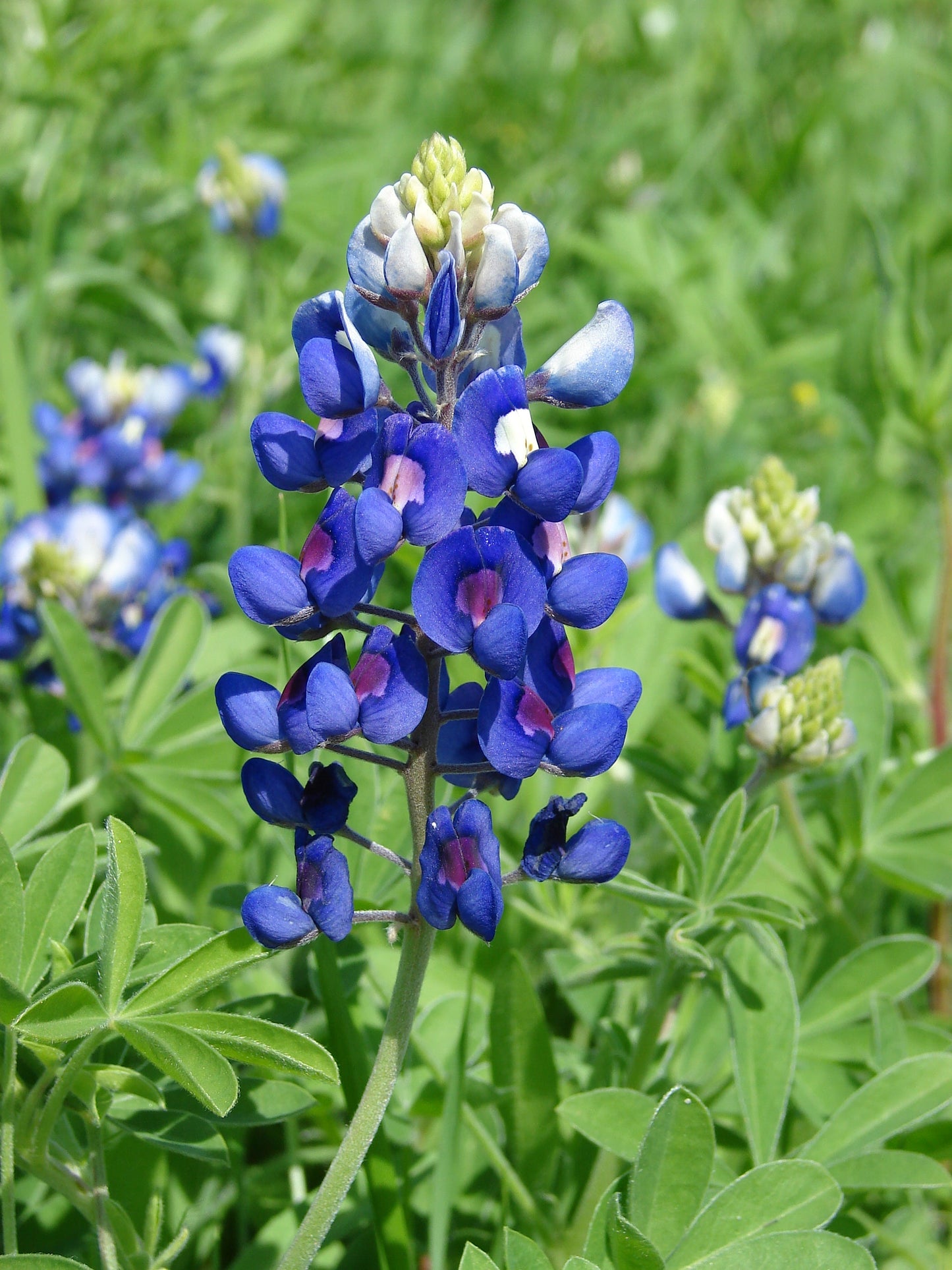 Yellow Bonnets Flower seeds for Planting, Long Bloom Season Heirloom & GMO Free Seeds for Home Garden