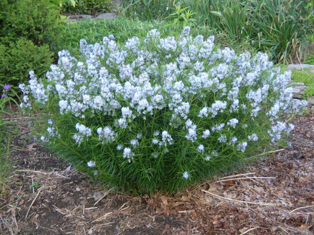 Amsonia Hubrichtii Flower seeds for Planting Long Bloom Season Heirloom & GMO Free Seeds for Home Garden