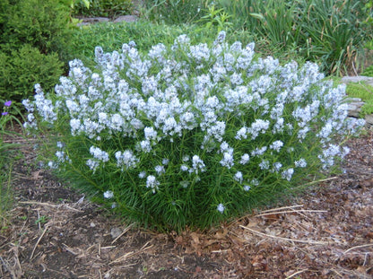 Amsonia Hubrichtii Flower seeds for Planting Long Bloom Season Heirloom & GMO Free Seeds for Home Garden