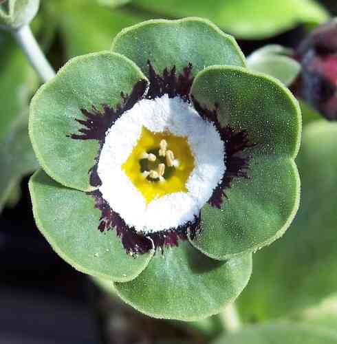Premium Green White Primrose Flower seeds for Planting Perfect for Borders, Heirloom & GMO Free Seeds for Home Garden seeds