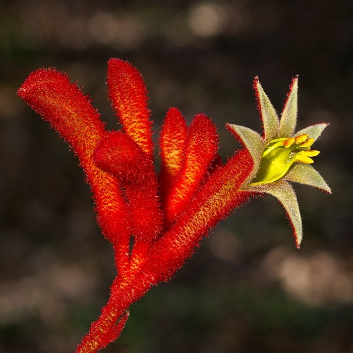 Anigozanthos Flavidus Flower seeds for Planting Colorful Display Heirloom & GMO Free Seeds for Home Garden