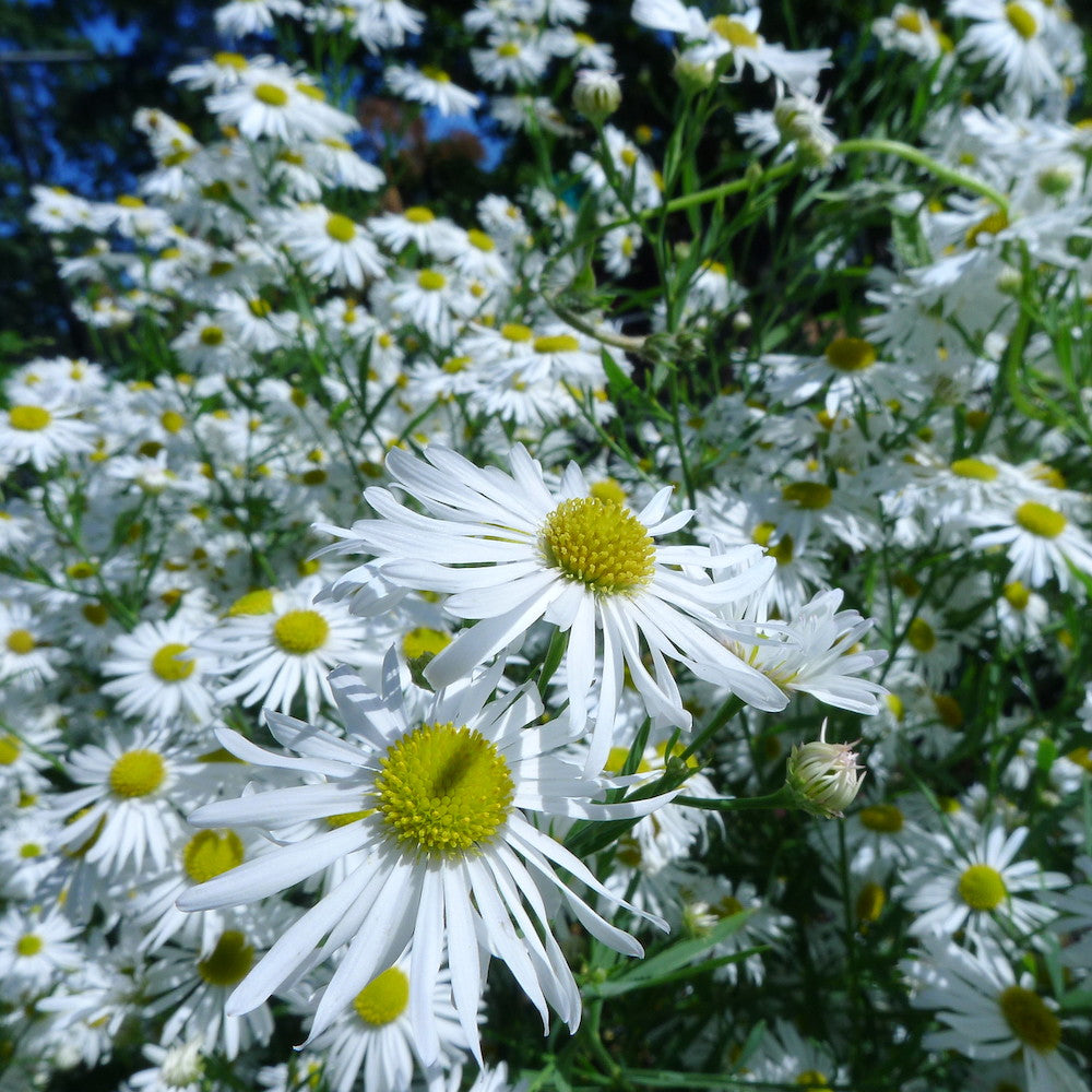 Boltonia Asteroides Flower seeds for Planting Bright Blooms Heirloom & GMO Free Seeds for Home Garden