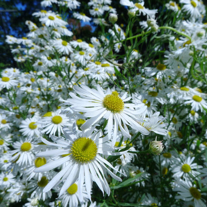 Boltonia Asteroides Flower seeds for Planting Bright Blooms Heirloom & GMO Free Seeds for Home Garden