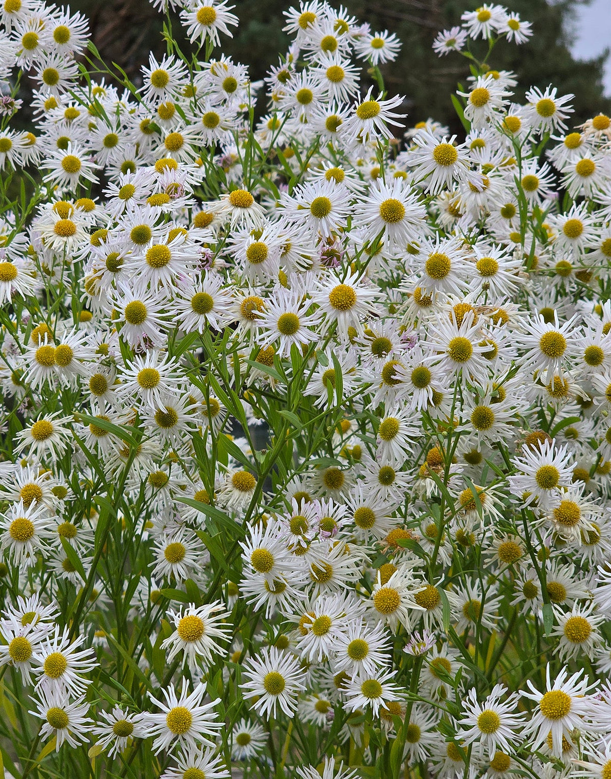 Boltonia Asteroides Flower seeds for Planting Bright Blooms Heirloom & GMO Free Seeds for Home Garden
