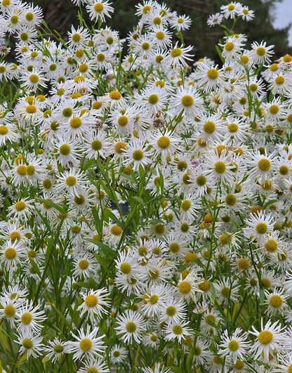 Boltonia Asteroides Flower seeds for Planting Bright Blooms Heirloom & GMO Free Seeds for Home Garden