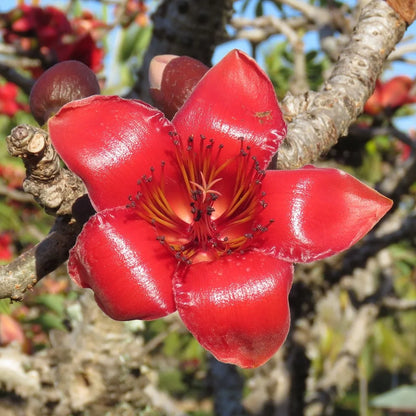 Bombax Ceiba Flower seeds for Planting Perfect for Borders Heirloom & GMO Free Seeds for Home Garden