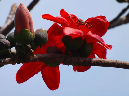 Bombax Ceiba Flower seeds for Planting Perfect for Borders Heirloom & GMO Free Seeds for Home Garden