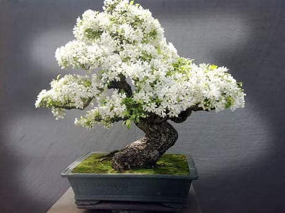 White Simsii Bonsai Flower seeds for Planting Drought Tolerant Heirloom & GMO Free Seeds for Home Garden