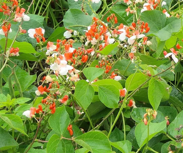 Bean Hestia Flower seeds for Planting Cottage Garden Essential Heirloom & GMO Free Seeds for Home Garden