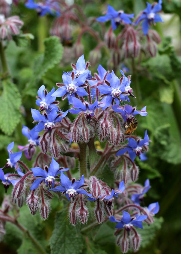 Dark Blue Borago Flower seeds for Planting Compact Growth, Heirloom & GMO Free Seeds for Home Garden vegetable and garden seeds