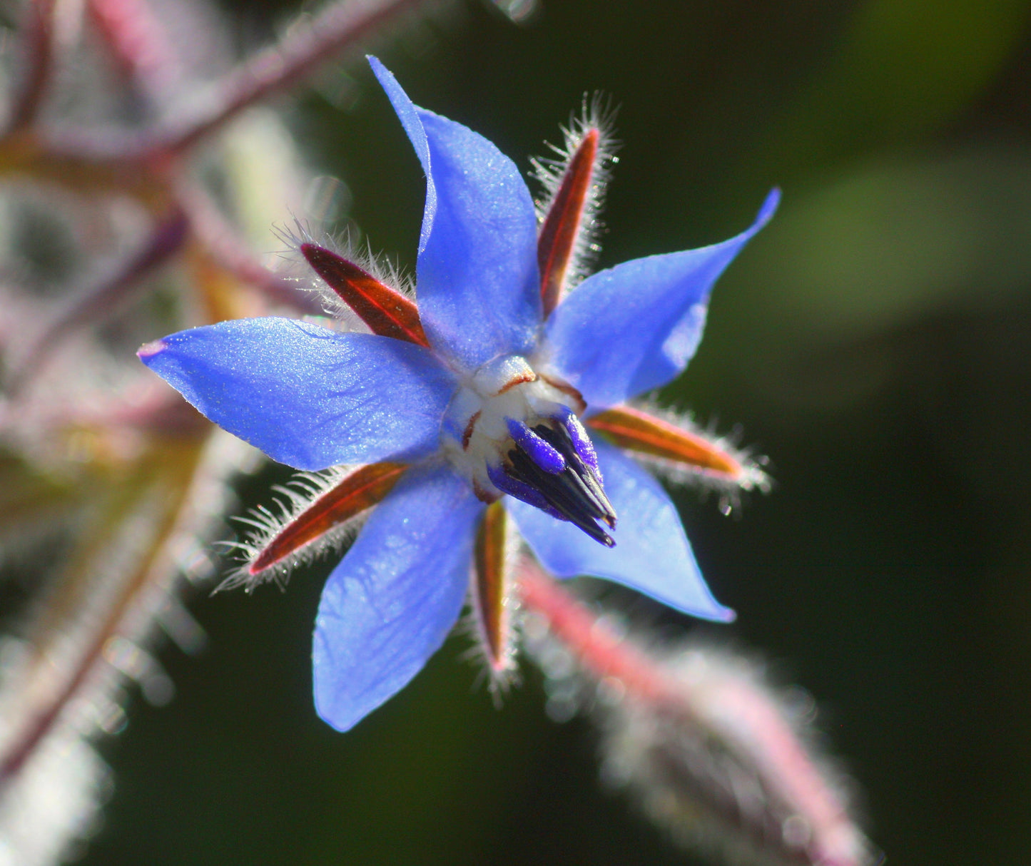 Heirloom Borago Officinalis Flower seeds for Planting Hardy Variety Heirloom & GMO Free Seeds for Home Garden