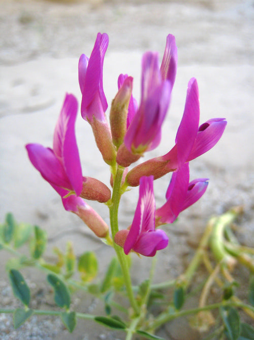 Astragalus Flower seeds for Planting Fragrant Blossoms, Heirloom & GMO Free Seeds for Home Garden seeds for planting