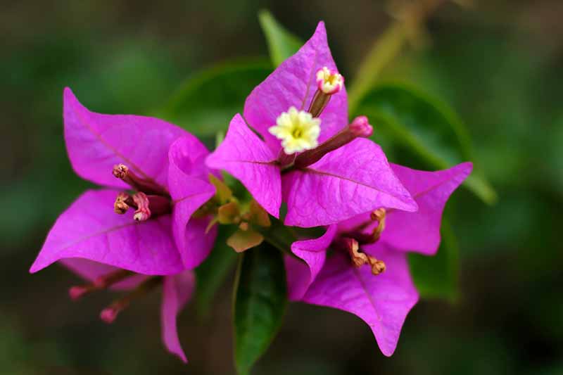 Bougainvillea Flower seeds for Planting Shade Tolerant Heirloom & GMO Free Seeds for Home Garden