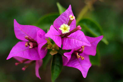 Bougainvillea Flower seeds for Planting Shade Tolerant Heirloom & GMO Free Seeds for Home Garden