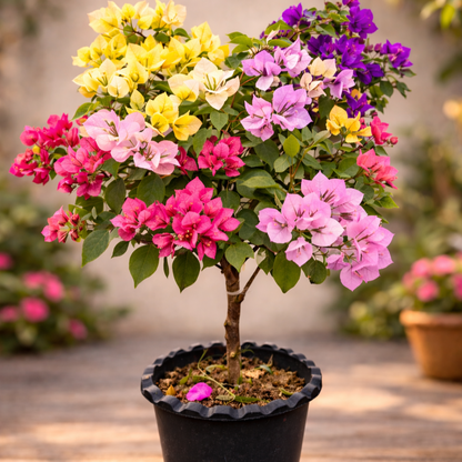 Heirloom Bougainvillea Flower seeds for Planting Pollinator Friendly Heirloom & GMO Free Seeds for Home Garden
