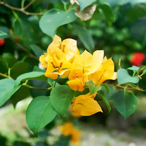 Yellow Bougainvillea Flower seeds for Planting Pollinator Friendly, Heirloom & GMO Free Seeds for Home Garden vegetable and garden seeds