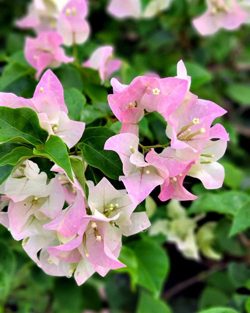 Climbing Bougainvillea Flower seeds for Planting Low Maintenance, Heirloom & GMO Free Seeds for Home Garden seeds for planting