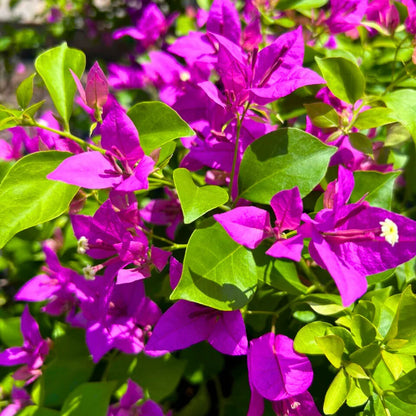 Bougainvillea Flower seeds for Planting Seasonal Bloomer Heirloom & GMO Free Seeds for Home Garden