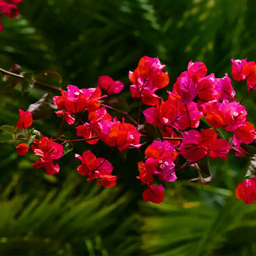 Buganvilla Flower seeds for Planting Easy to Grow, Heirloom & GMO Free Seeds for Home Garden seeds for planting