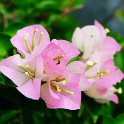 Baby Pink Bougainvillea Flower seeds for Planting Pollinator Friendly Heirloom & GMO Free Seeds for Home Garden