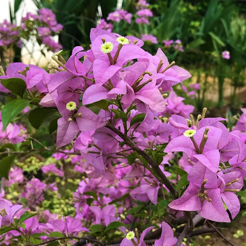 Premium Bougainvillea Lavender Flower seeds for Planting Hardy Variety, Heirloom & GMO Free Seeds for Home Garden seeds