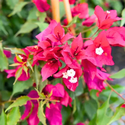 Premium Pink Bougainvillea Flower seeds for Planting Sun Loving, Heirloom & GMO Free Seeds for Home Garden seeds