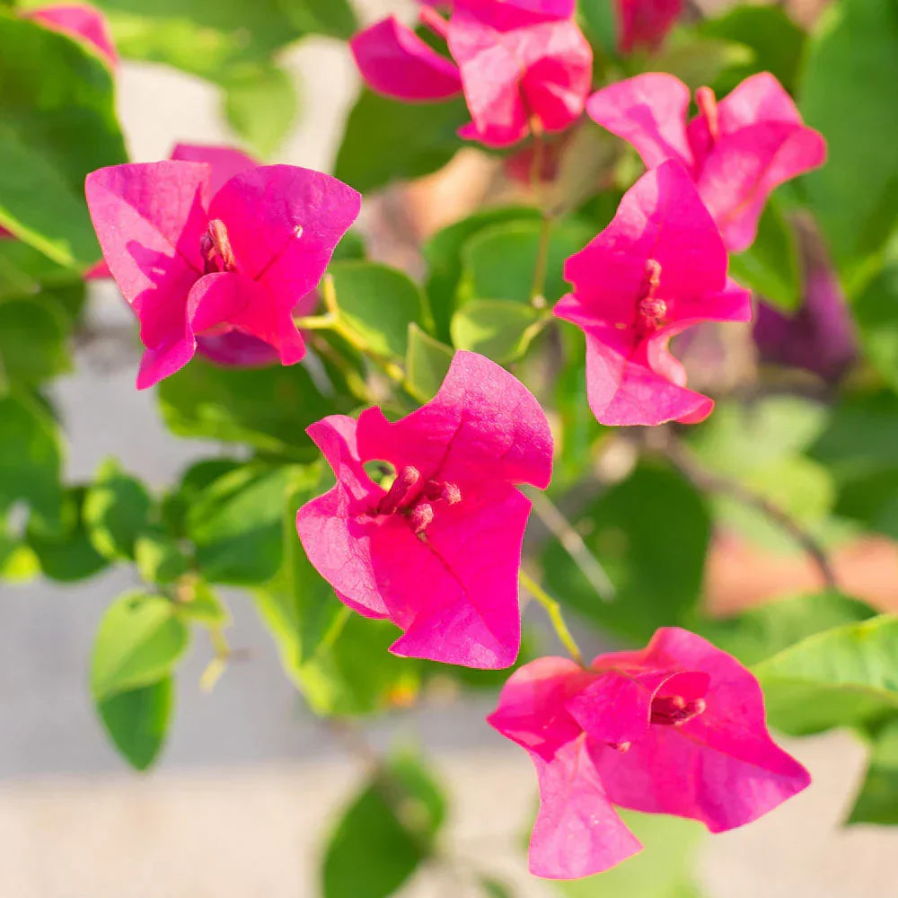 Pink Bougainvillea Flower Seeds For Stunning Floral Arrangements | Ideal Planting