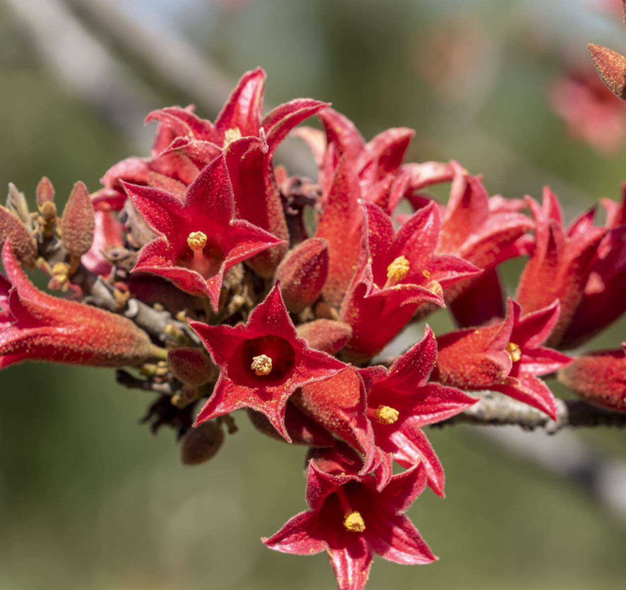 Brachychiton Acerifolius Flower seeds for Planting Easy to Grow Heirloom & GMO Free Seeds for Home Garden