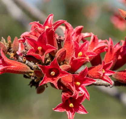 Brachychiton Acerifolius Flower seeds for Planting Easy to Grow Heirloom & GMO Free Seeds for Home Garden