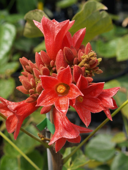 Brachychiton Acerifolius Flower seeds for Planting Easy to Grow Heirloom & GMO Free Seeds for Home Garden