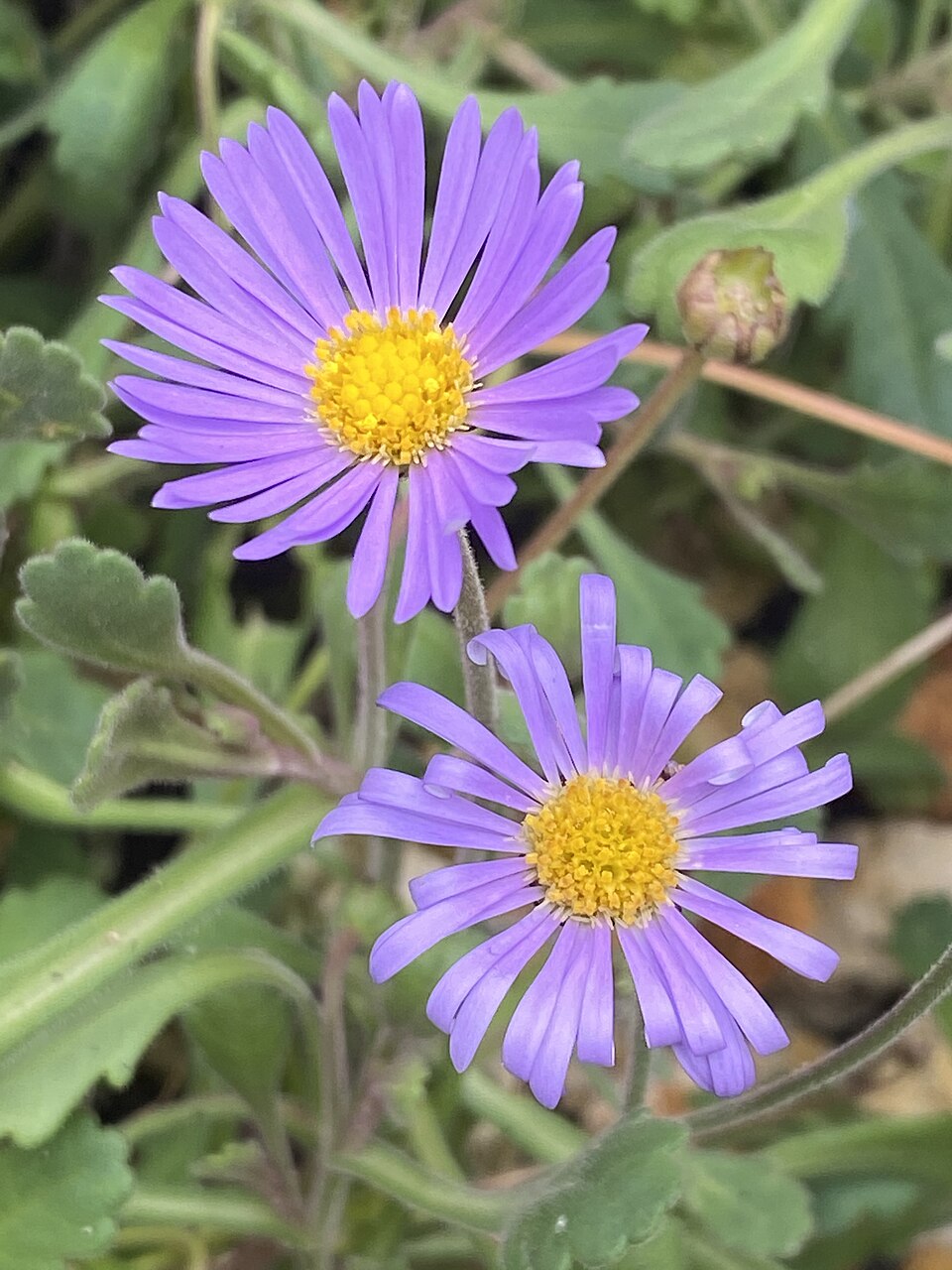Premium Blue Tataricus Flower seeds for Planting Shade Tolerant, Heirloom & GMO Free Seeds for Home Garden seeds