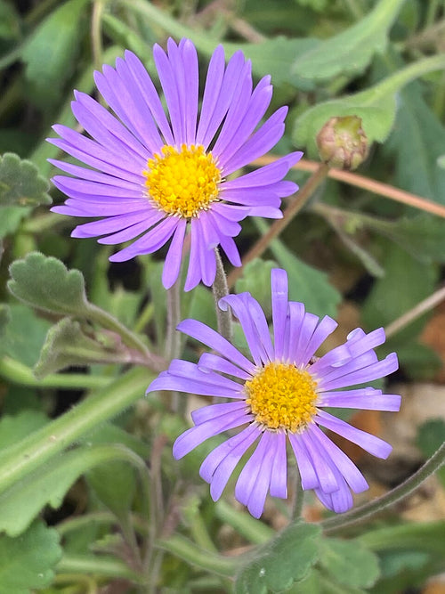 Premium Blue Tataricus Flower seeds for Planting Shade Tolerant, Heirloom & GMO Free Seeds for Home Garden seeds