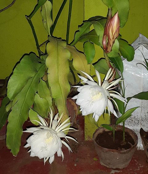 High quality Epiphyllum Oxypetalum Flower seeds for Planting Pollinator Friendly, Heirloom & GMO Free Seeds for Home Garden seeds pack