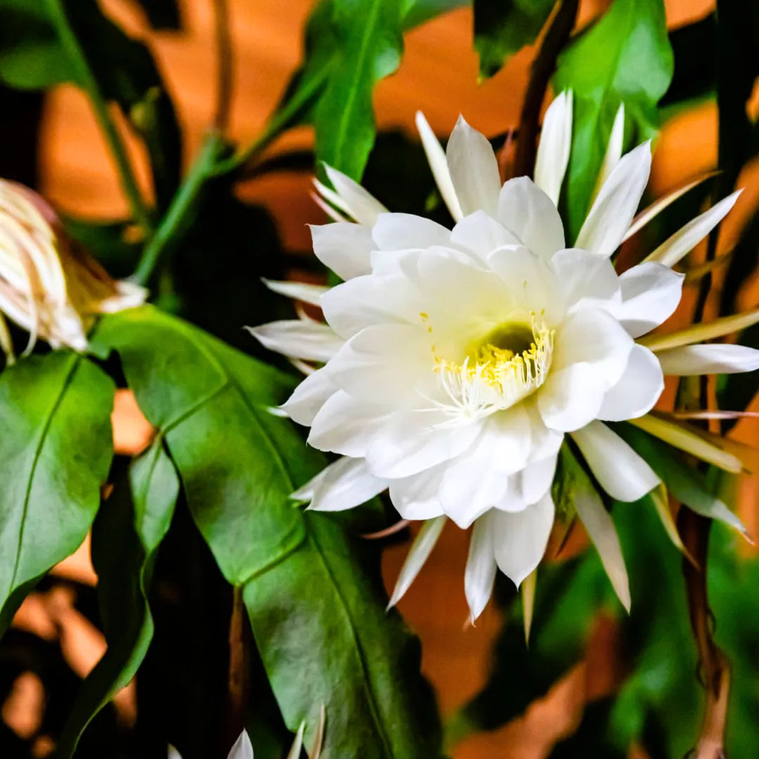 Epiphyllum Flower seeds for Planting Low Maintenance Heirloom & GMO Free Seeds for Home Garden