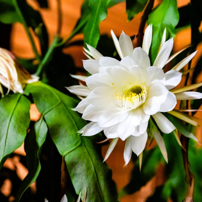 Epiphyllum Flower seeds for Planting Bright Blooms Heirloom & GMO Free Seeds for Home Garden