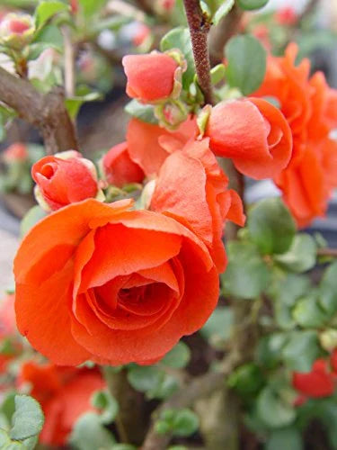 Orange Quince Flower seeds for Planting Premium Quality, Heirloom & GMO Free Seeds for Home Garden seeds for planting
