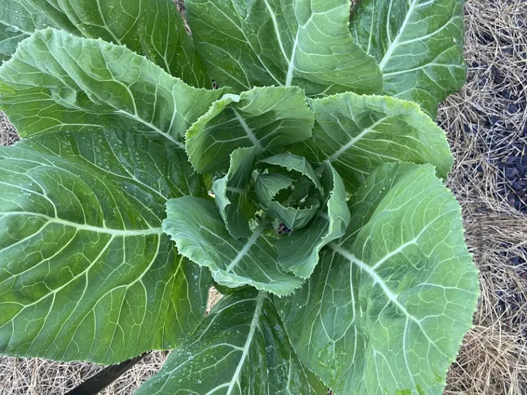 Premium Green Collard Flower seeds for Planting Bright Blooms, Heirloom & GMO Free Seeds for Home Garden seeds
