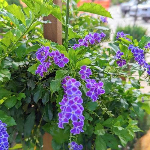 Premium Blue Abutilon Striatum Flower seeds for Planting Cut Flower Favorite, Heirloom & GMO Free Seeds for Home Garden seeds
