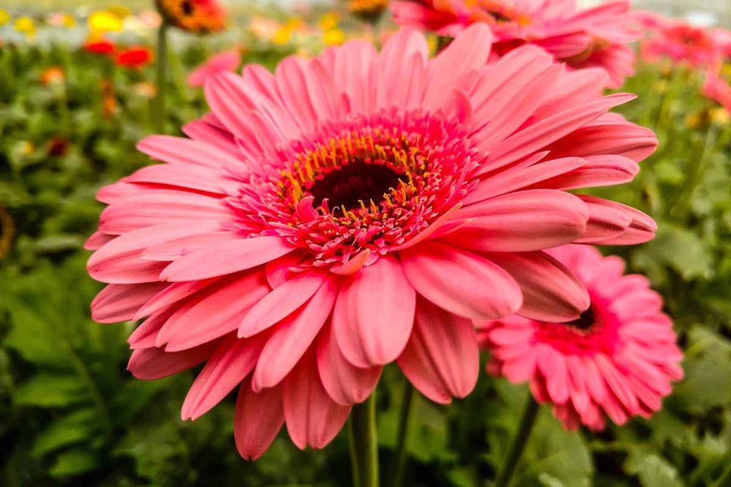 Gerbera Flower seeds for Planting Premium Quality, Heirloom & GMO Free Seeds for Home Garden vegetable and garden seeds