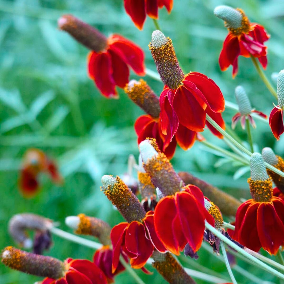 Mexican Hat Flower seeds for Planting Drought Tolerant Heirloom & GMO Free Seeds for Home Garden