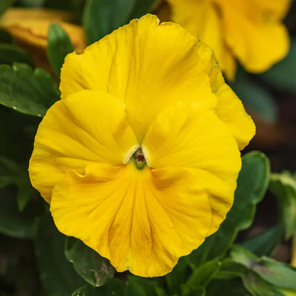 Non-GMO Yellow Swiss Pansy Seeds
