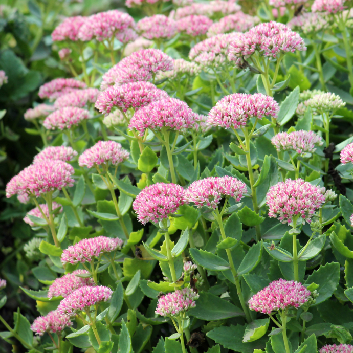 Stonecrop Flower seeds for Planting Seasonal Bloomer Heirloom & GMO Free Seeds for Home Garden