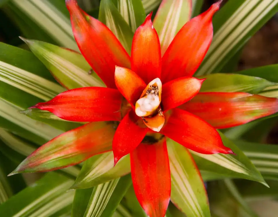 Orange Bromeliad Tillandsia Bulbosa Flower seeds for Planting - Cut Flower Favorite, Heirloom & GMO Free Seeds for Home Garden