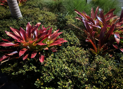 Burgundy Bromeliad Flower seeds for Planting Vibrant Colors Heirloom & GMO Free Seeds for Home Garden