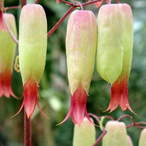 Premium Bryophyllum Pinnatum Flower seeds for Planting Garden Favorite, Heirloom & GMO Free Seeds for Home Garden seeds