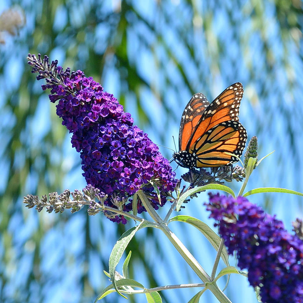 Knight Butterfly Bush Flower seeds for Planting Colorful Display Heirloom & GMO Free Seeds for Home Garden