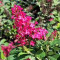 Pink Clarkia Flower seeds for Planting Compact Growth, Heirloom & GMO Free Seeds for Home Garden seeds for planting