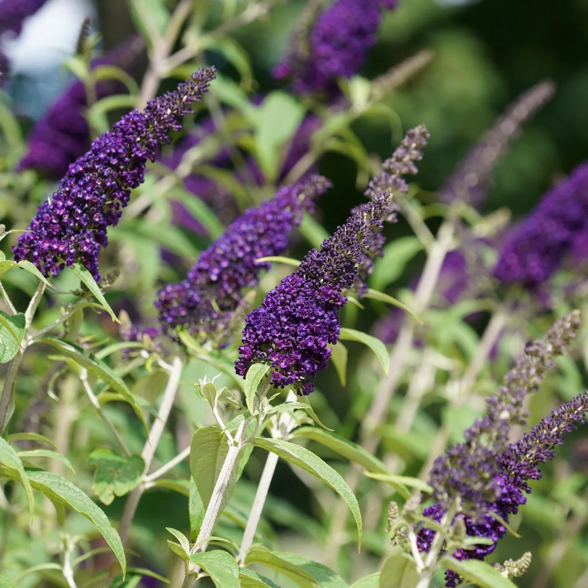 Dark Blue Buddleia Flower Seeds for Planting